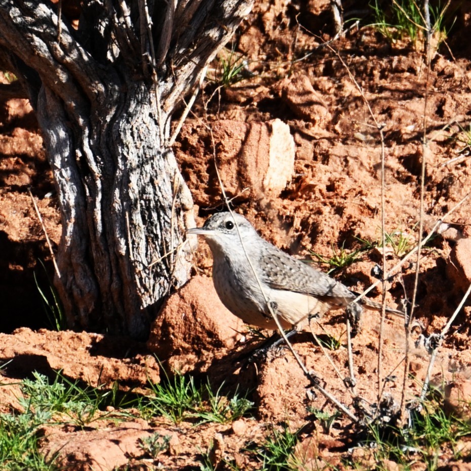 Felsenzaunkönig - ML646484420