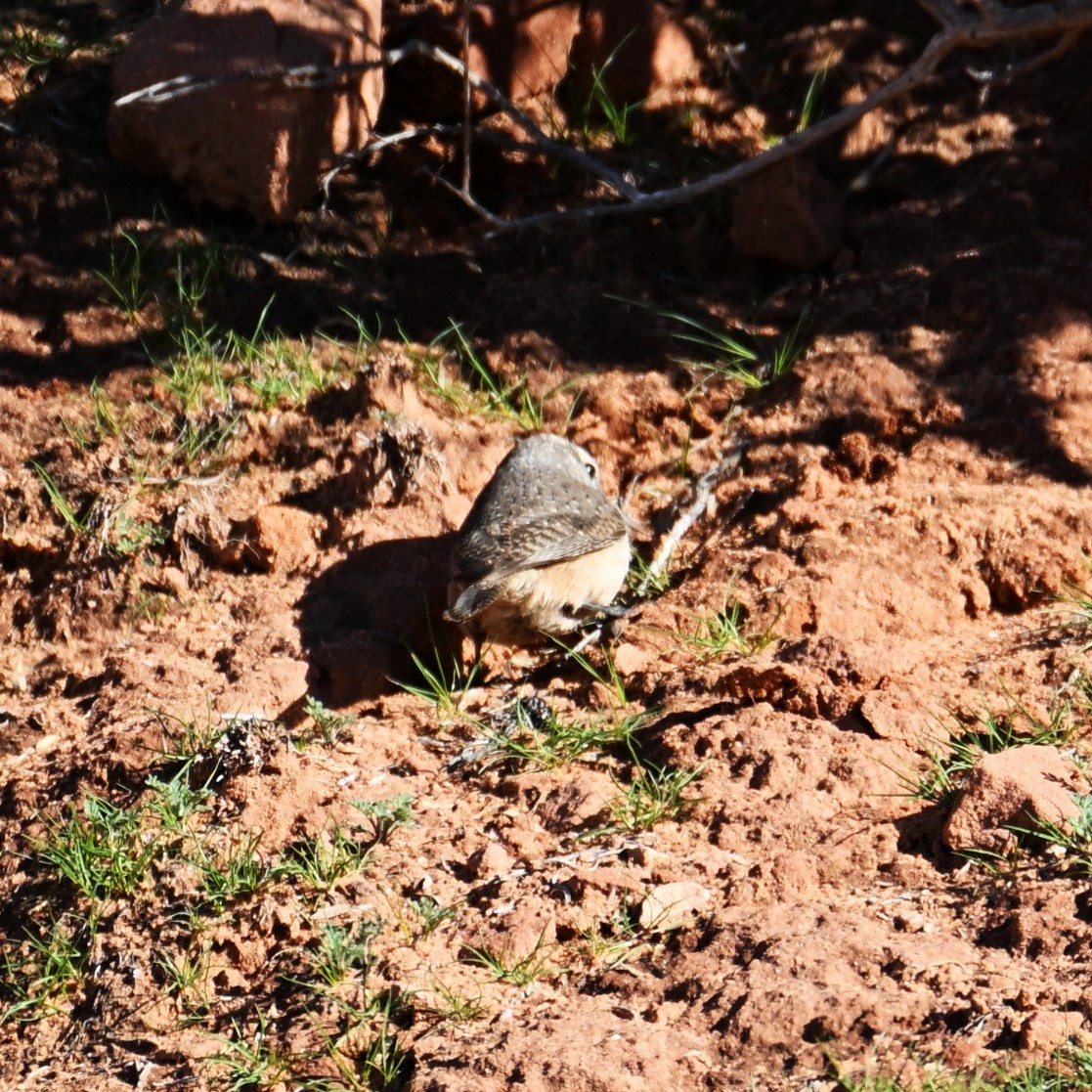 Felsenzaunkönig - ML646484421