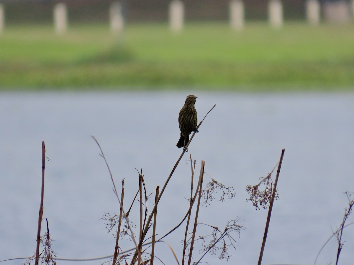 vlhovec červenokřídlý [skupina phoeniceus] - ML646484422