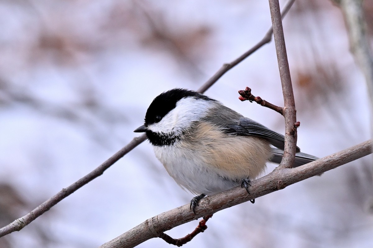 Black-capped Chickadee - ML646484423