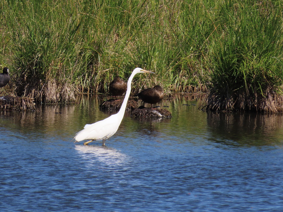 Great Egret - ML646484424