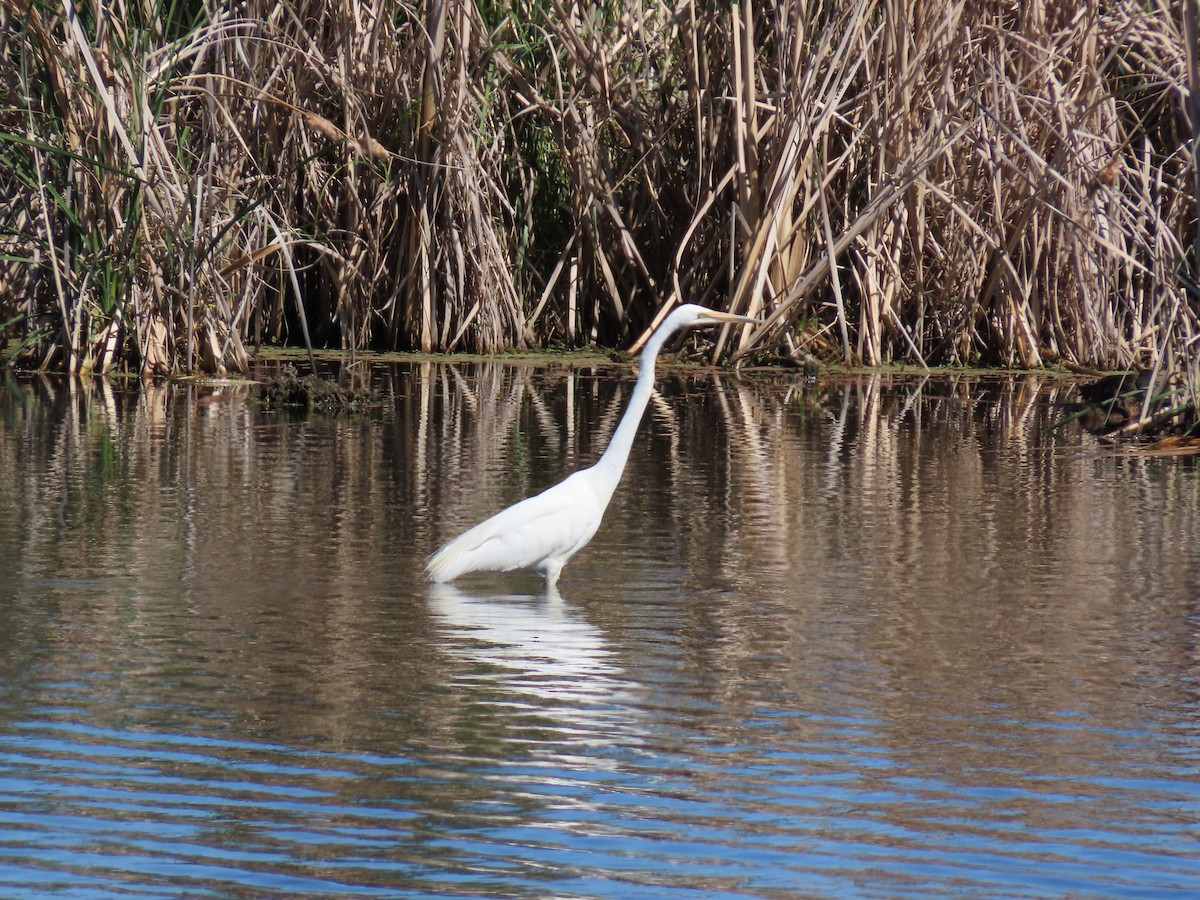 Great Egret - ML646484425