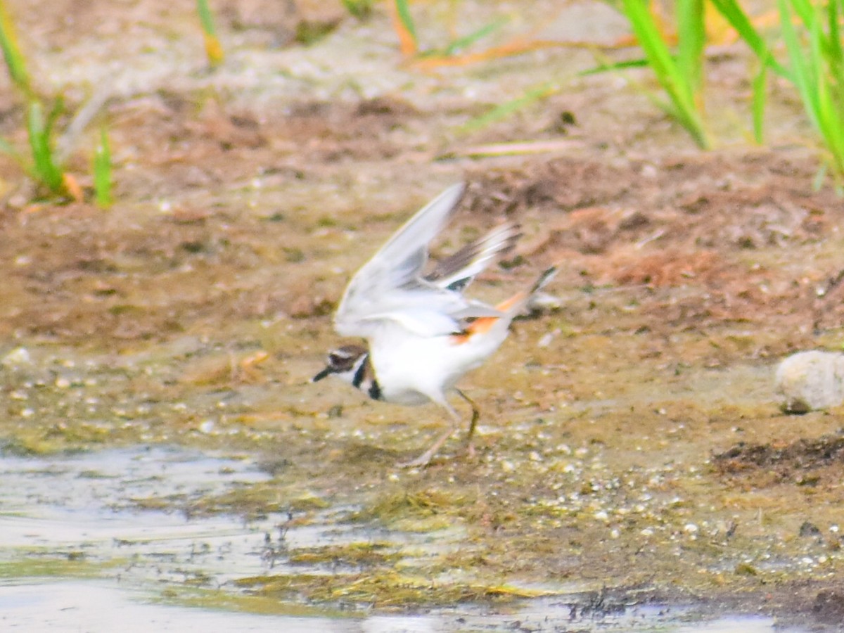 Çayır Cılıbıtı - ML646484428