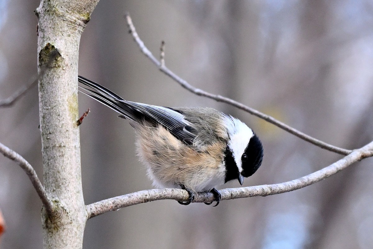 Black-capped Chickadee - ML646484431