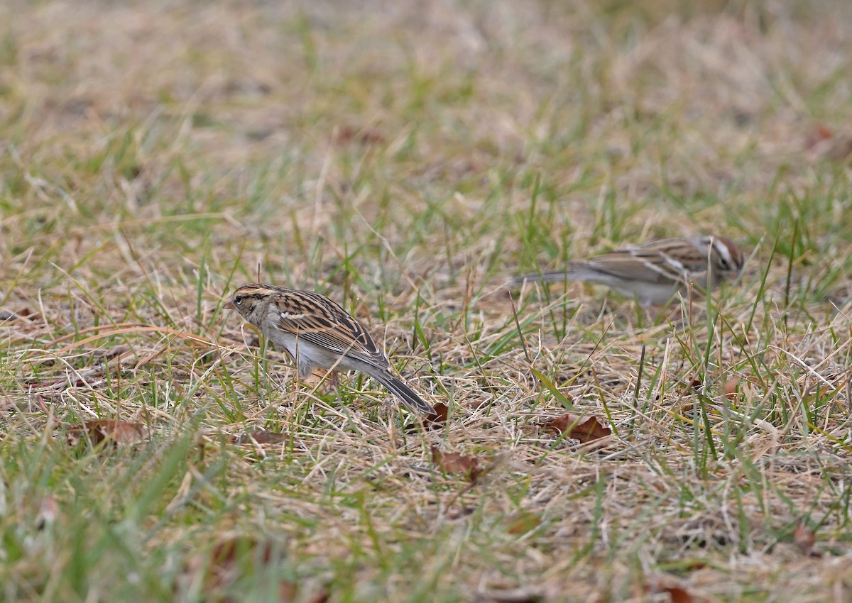 Chipping Sparrow - ML646484433