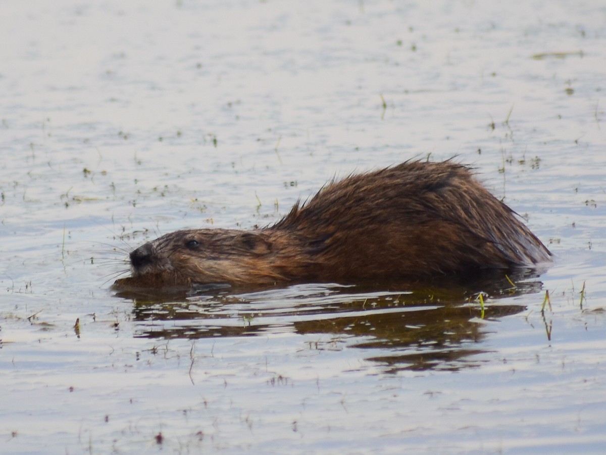 Misk Sıçanı - ML646484436