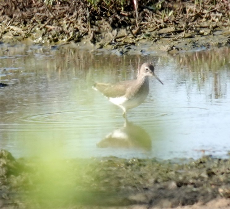 Waldwasserläufer - ML646484437