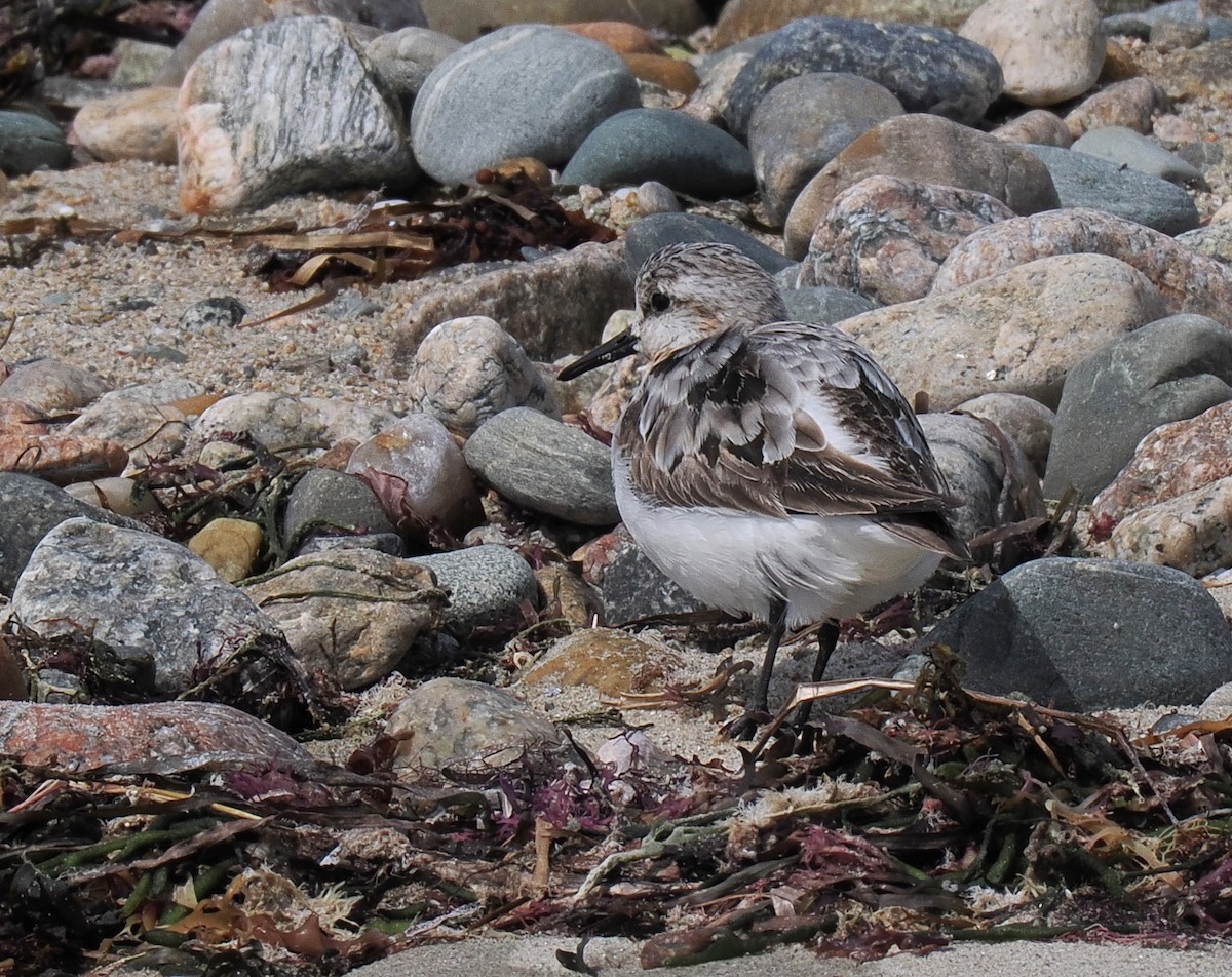 Txirri zuria - ML646484438