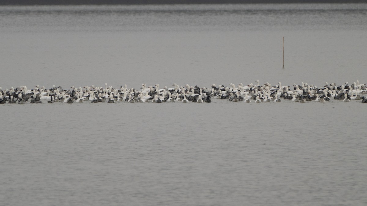 Oca delle nevi - ML646484439