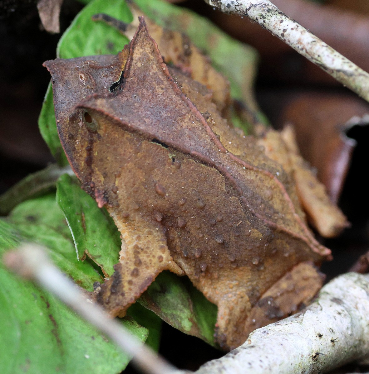 Animals - ML646484442