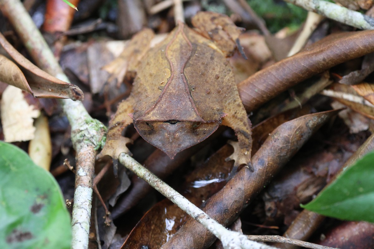 Animals - ML646484443