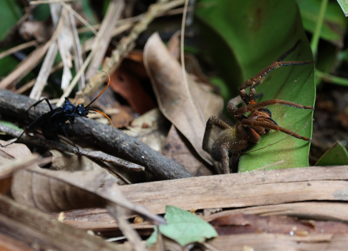 Animals - ML646484444