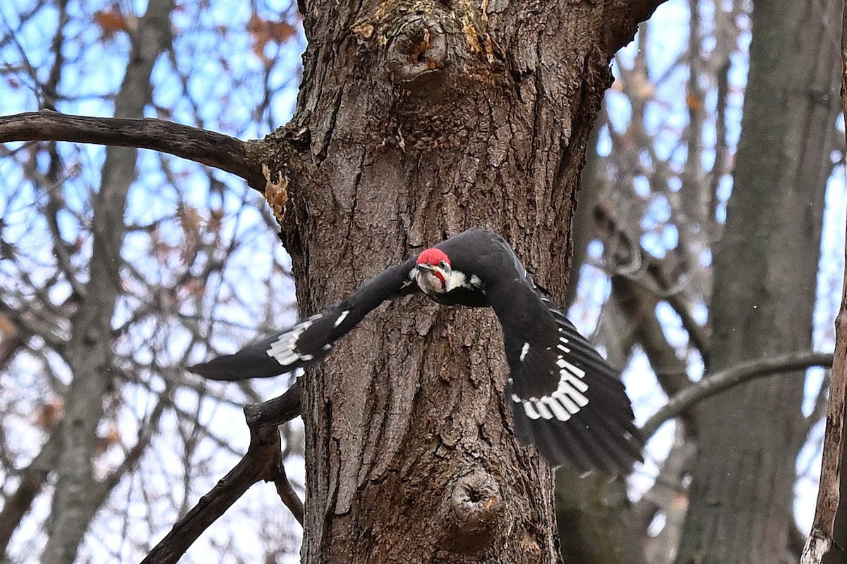 Pileated Woodpecker - ML646484445