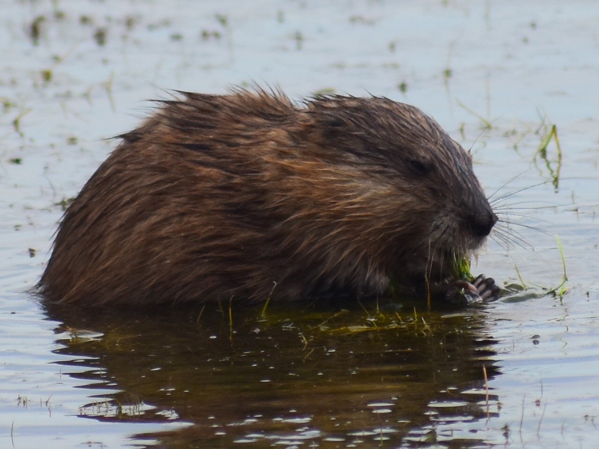 Misk Sıçanı - ML646484446