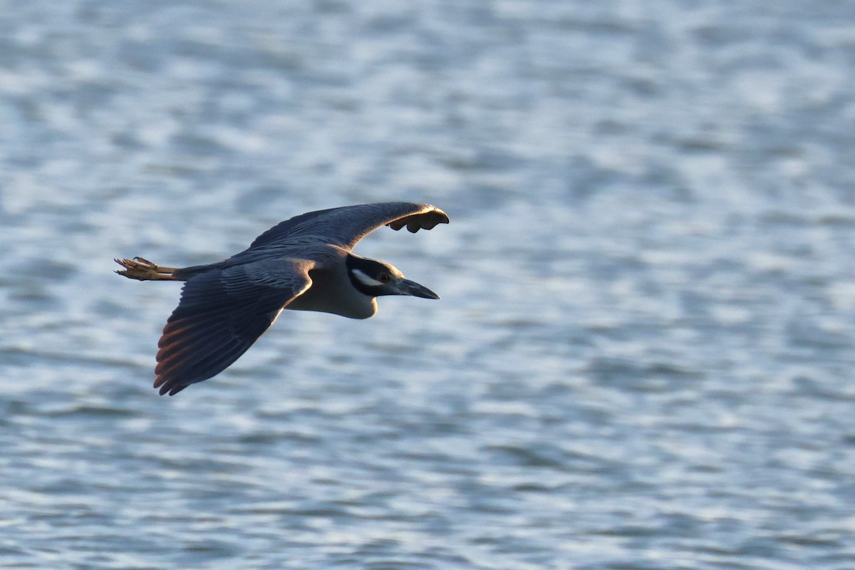 Sarı Tepeli Gece Balıkçılı - ML646484448