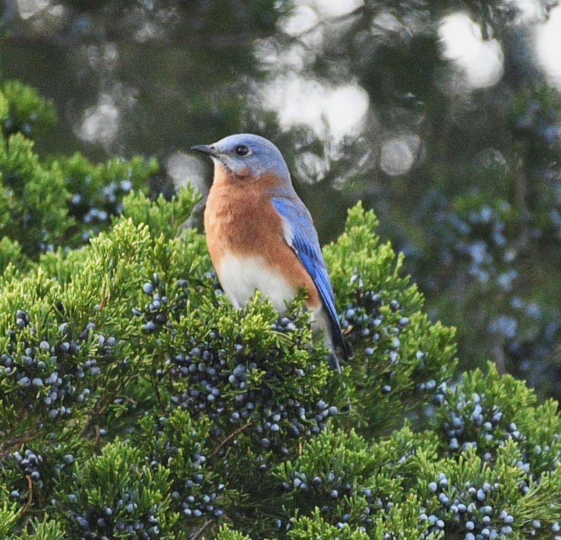 salašník modrý - ML646484450