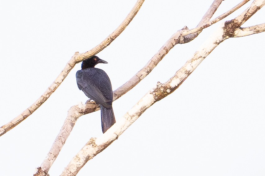 Glanzparadieskrähe - ML646484452
