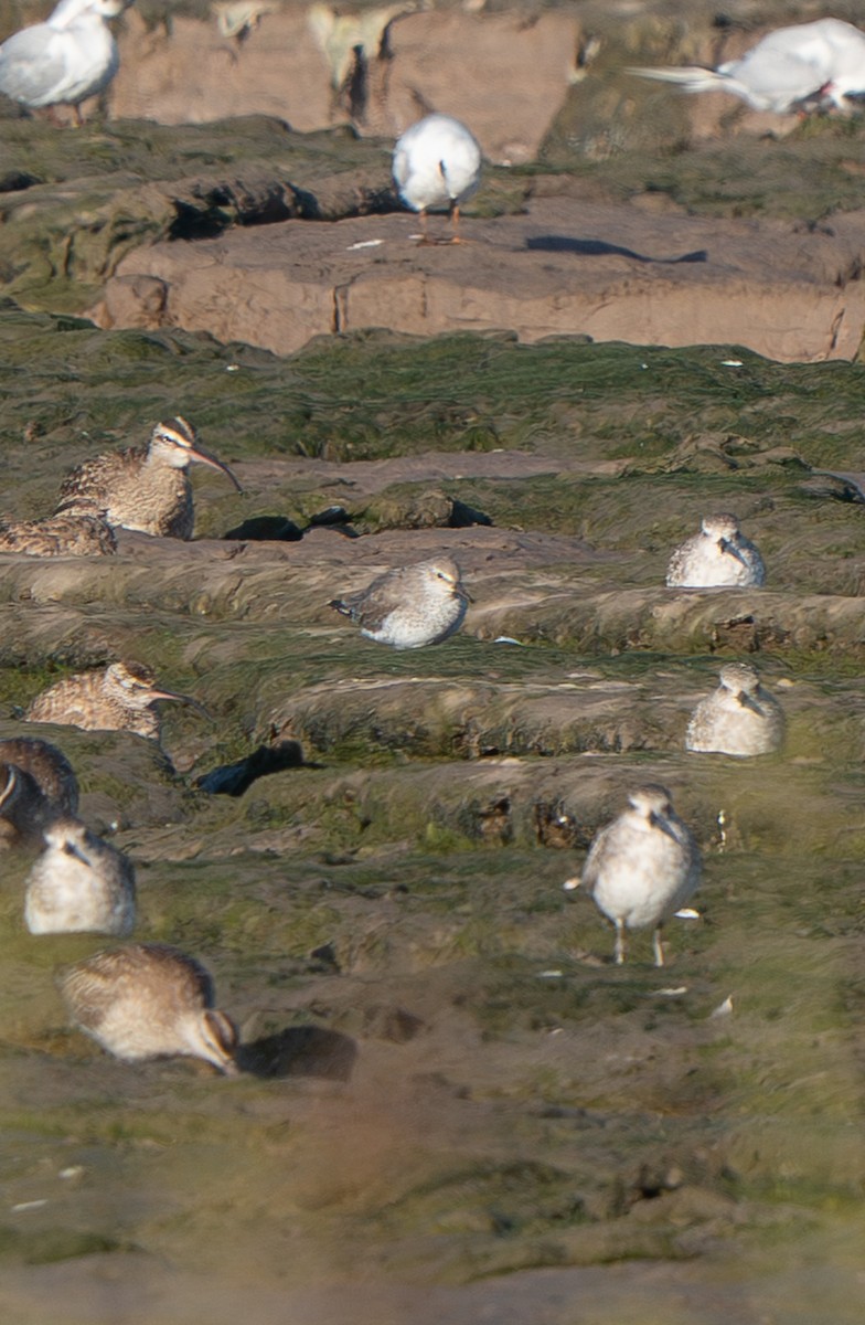 Red Knot - ML646484453