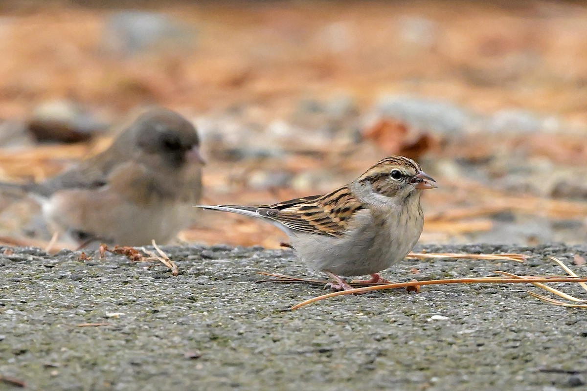 Chipping Sparrow - ML646484455