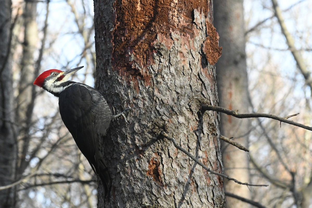 Pileated Woodpecker - ML646484456