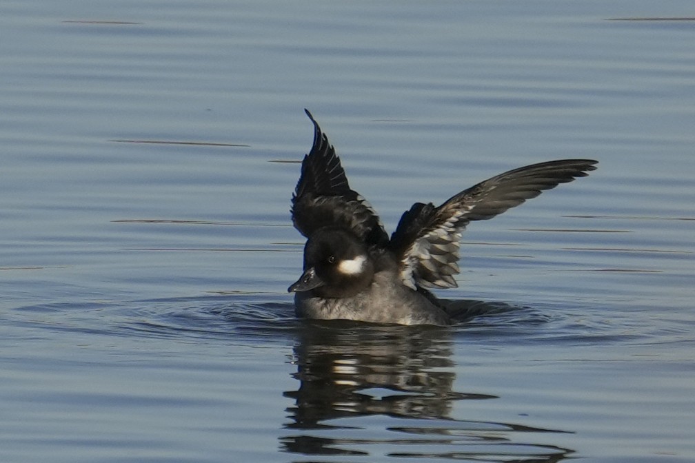 Bufflehead - ML646484457