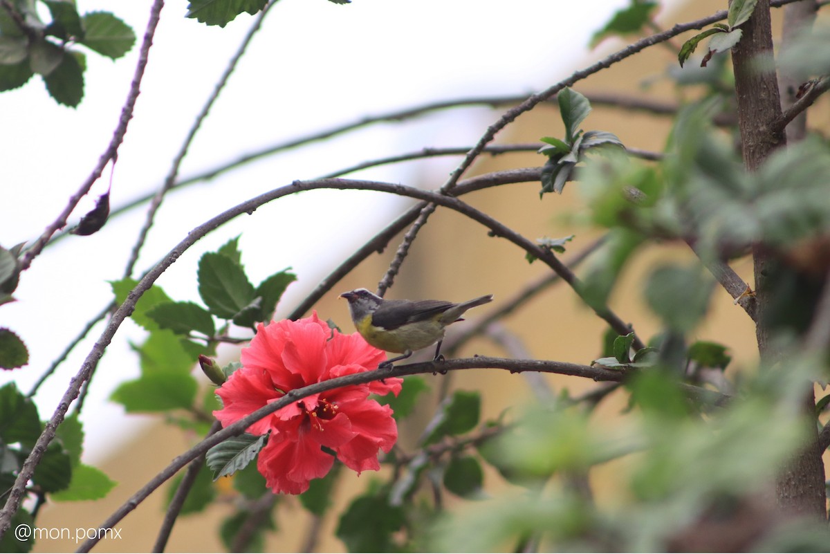 Bananaquit - ML646484458