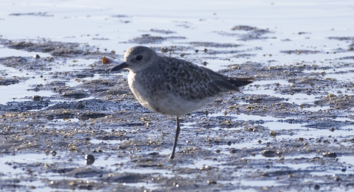 Pivieressa - ML646484462