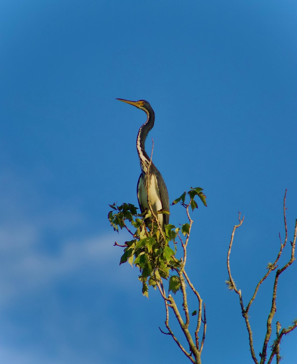 Garceta Tricolor - ML646484463