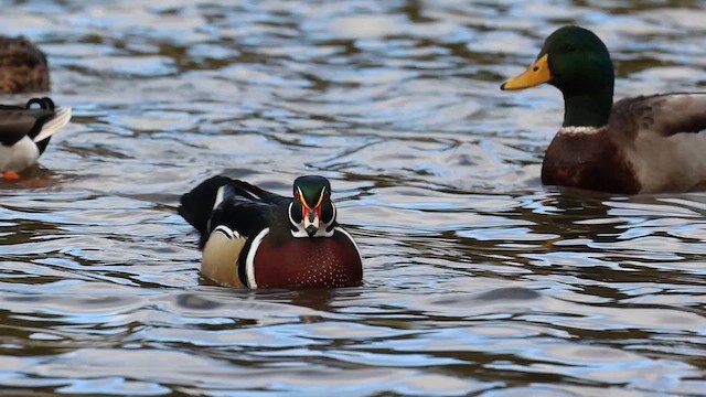 Ahate karolinarra - ML646484464