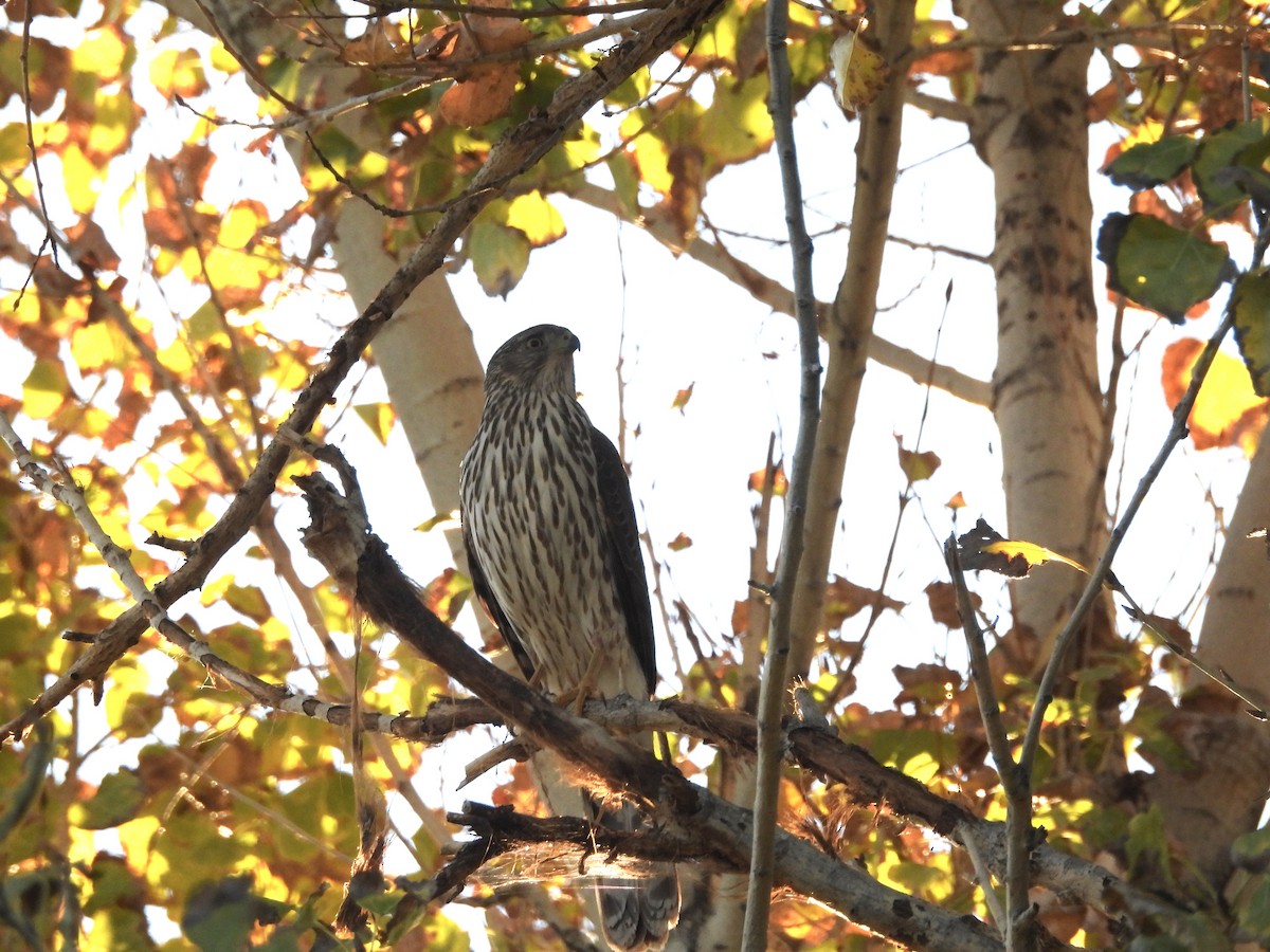 Cooper's Hawk - ML646484467