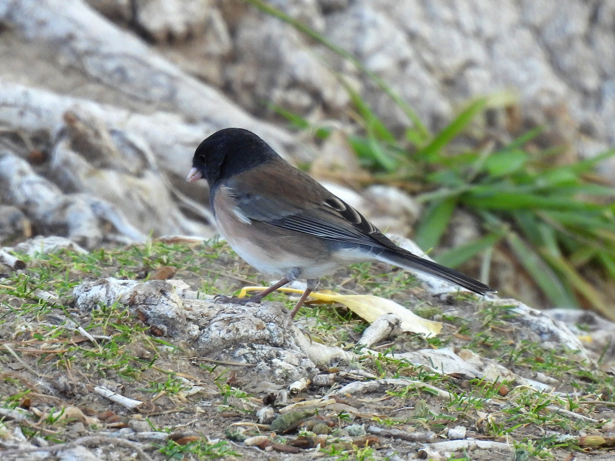 Dark-eyed Junco - ML646484468