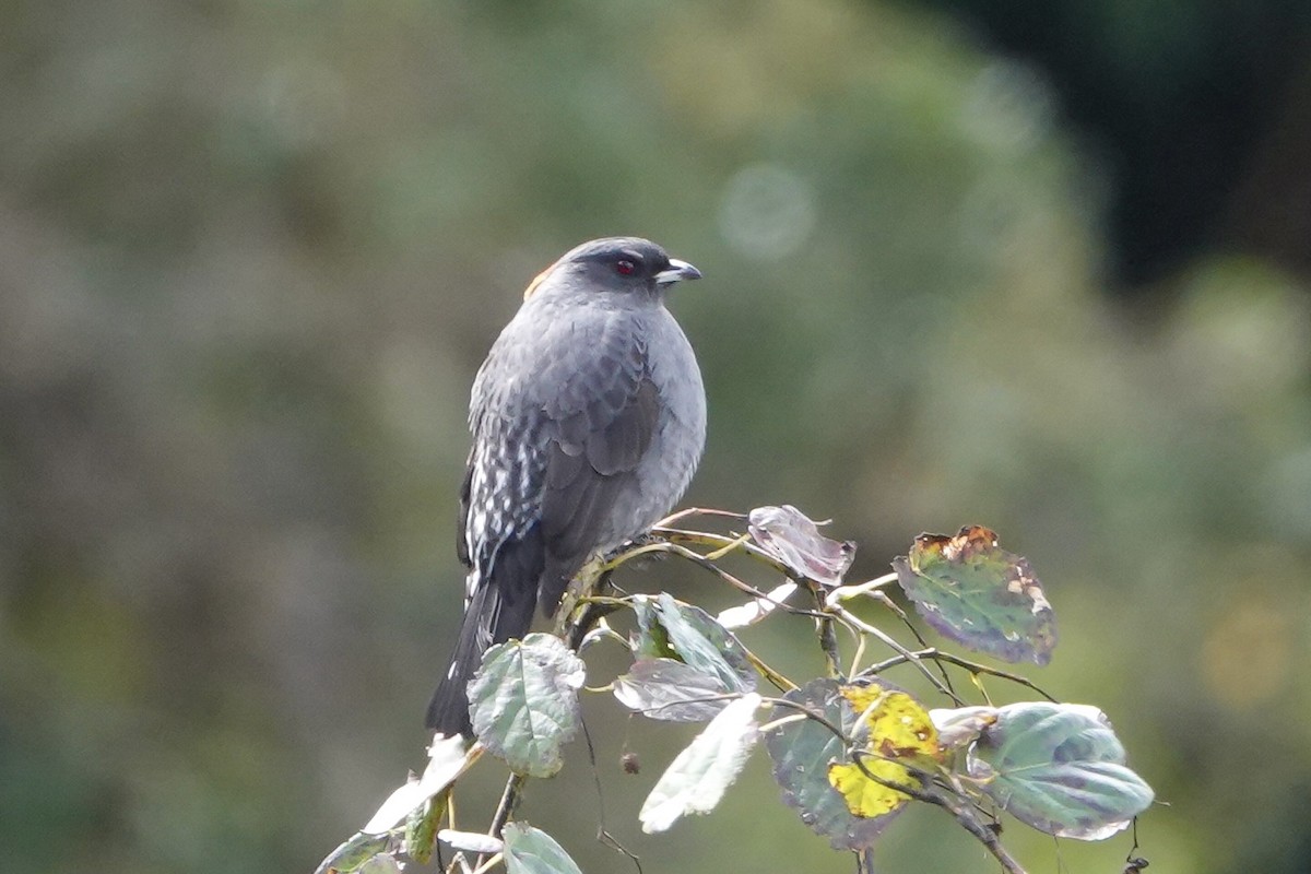 Cotinga à huppe rouge - ML646484471