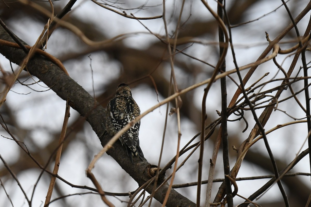 Yellow-bellied Sapsucker - ML646484472