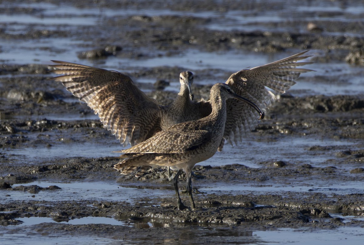 Chiurlo piccolo americano - ML646484473