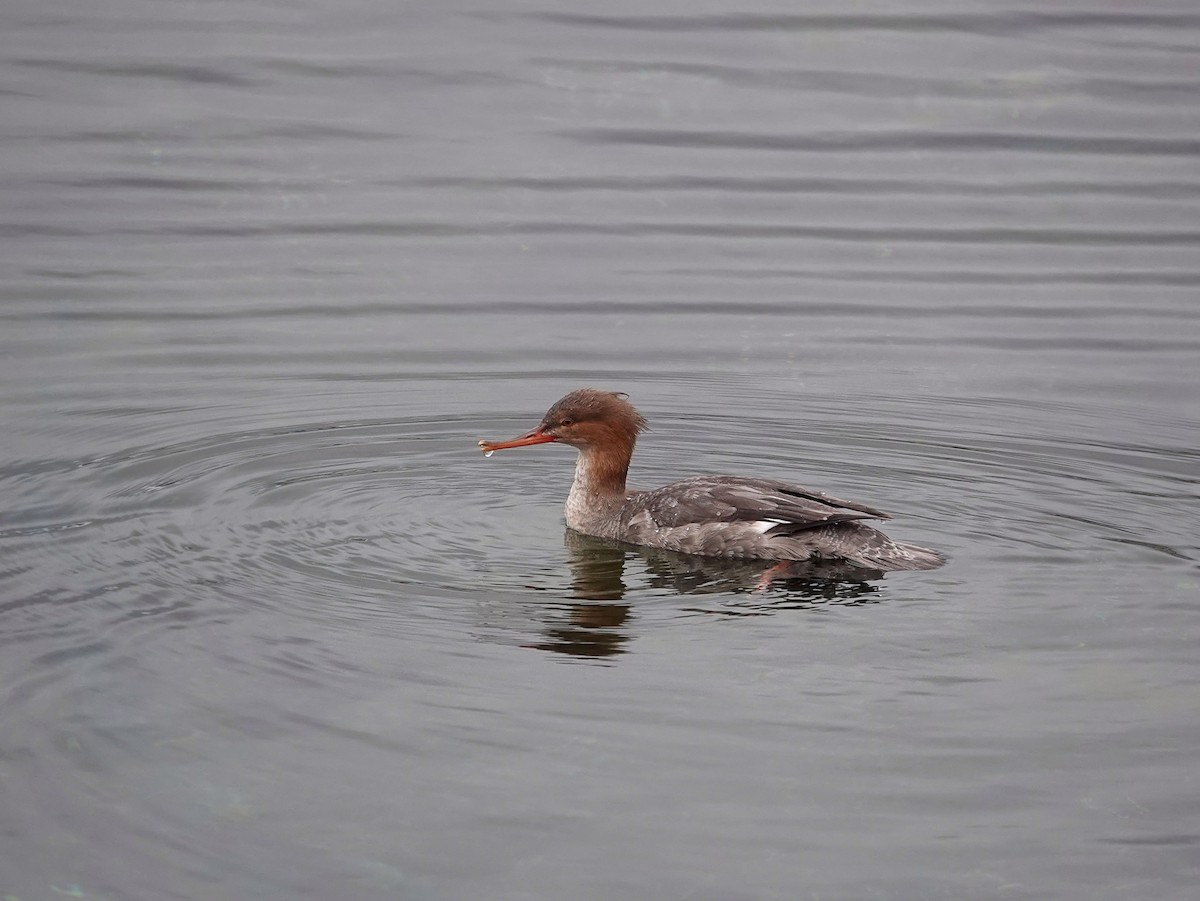 Red-breasted Merganser - ML646484474