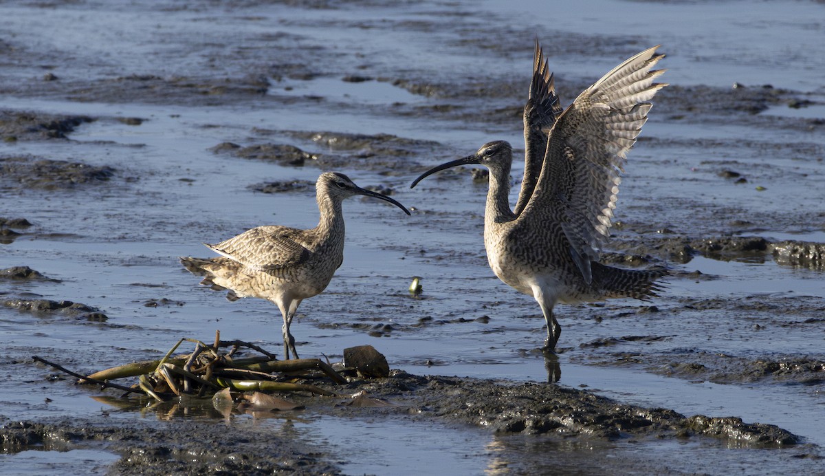 Chiurlo piccolo americano - ML646484475