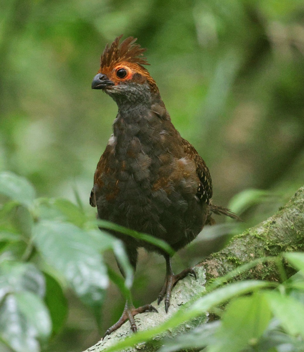 Spot-winged Wood-Quail - ML646484476