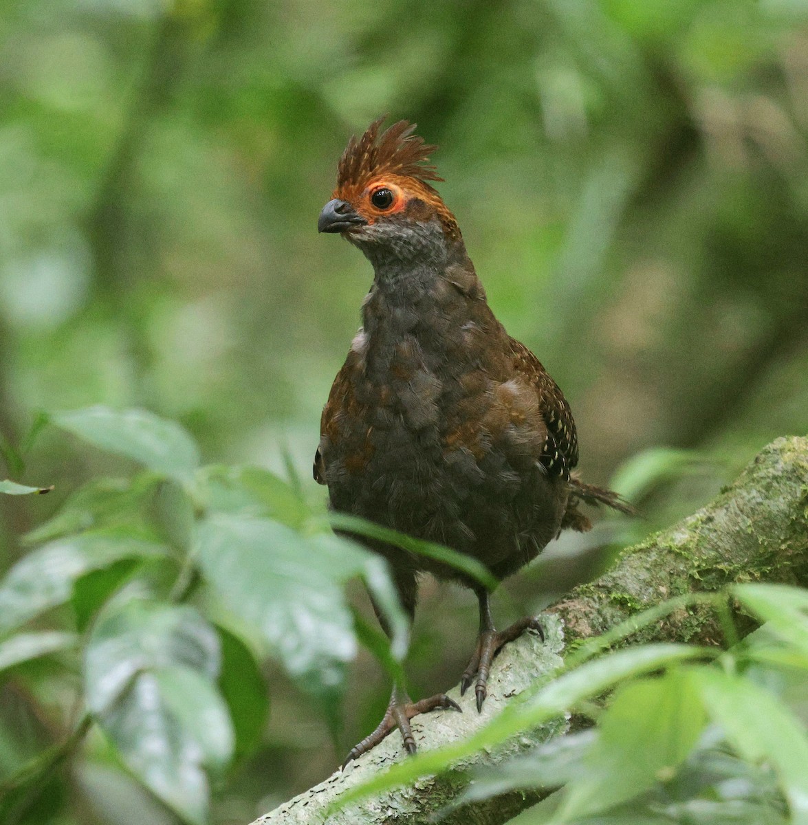 Spot-winged Wood-Quail - ML646484477