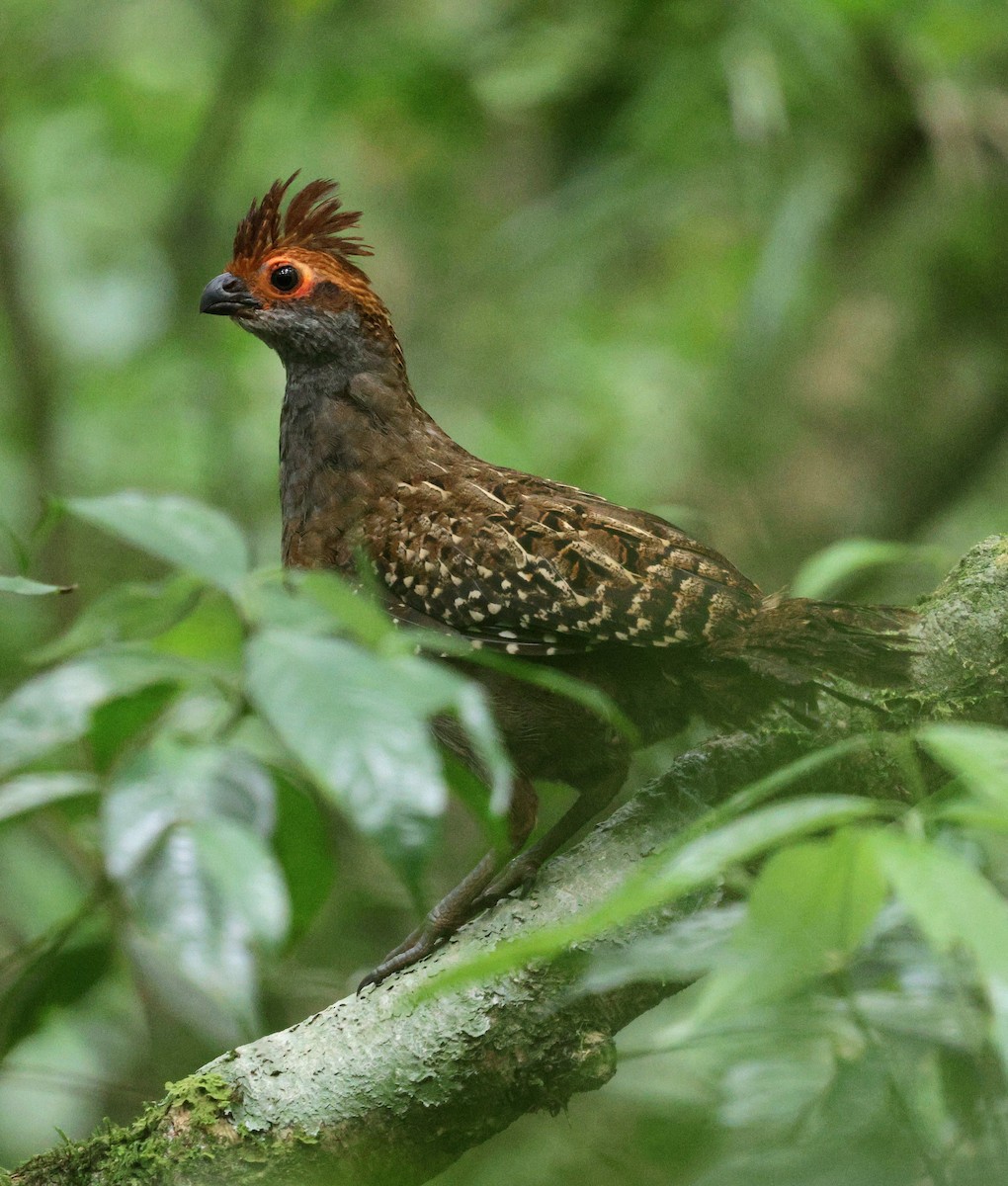 Spot-winged Wood-Quail - ML646484478