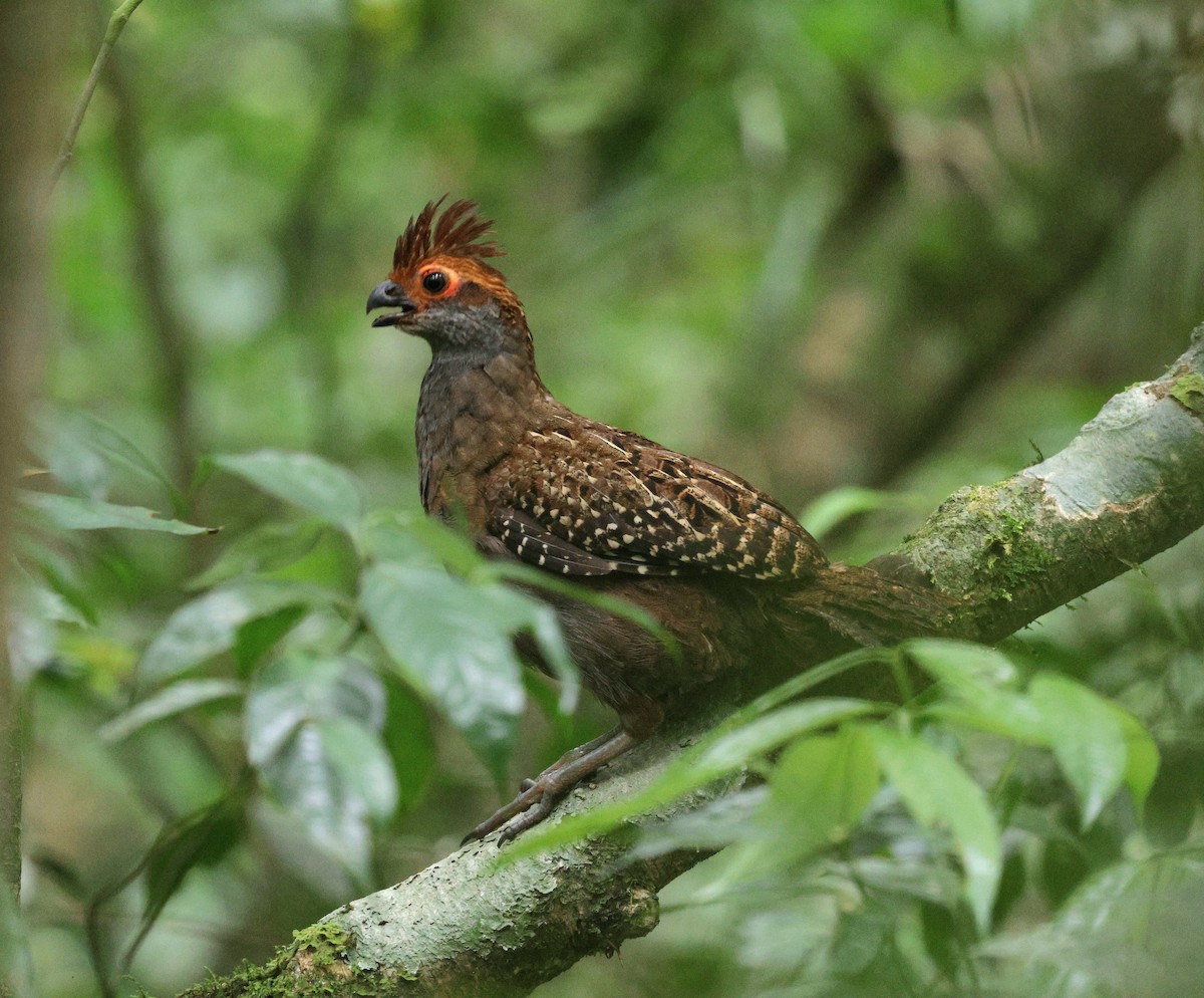 Spot-winged Wood-Quail - ML646484479