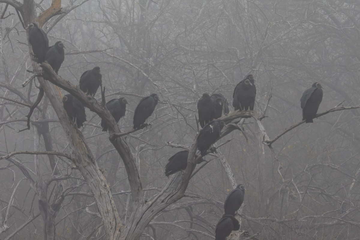 Black Vulture - ML646484481