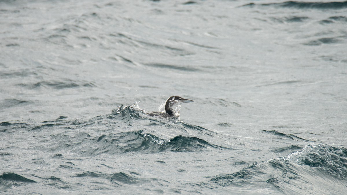 potáplice lední - ML646484482