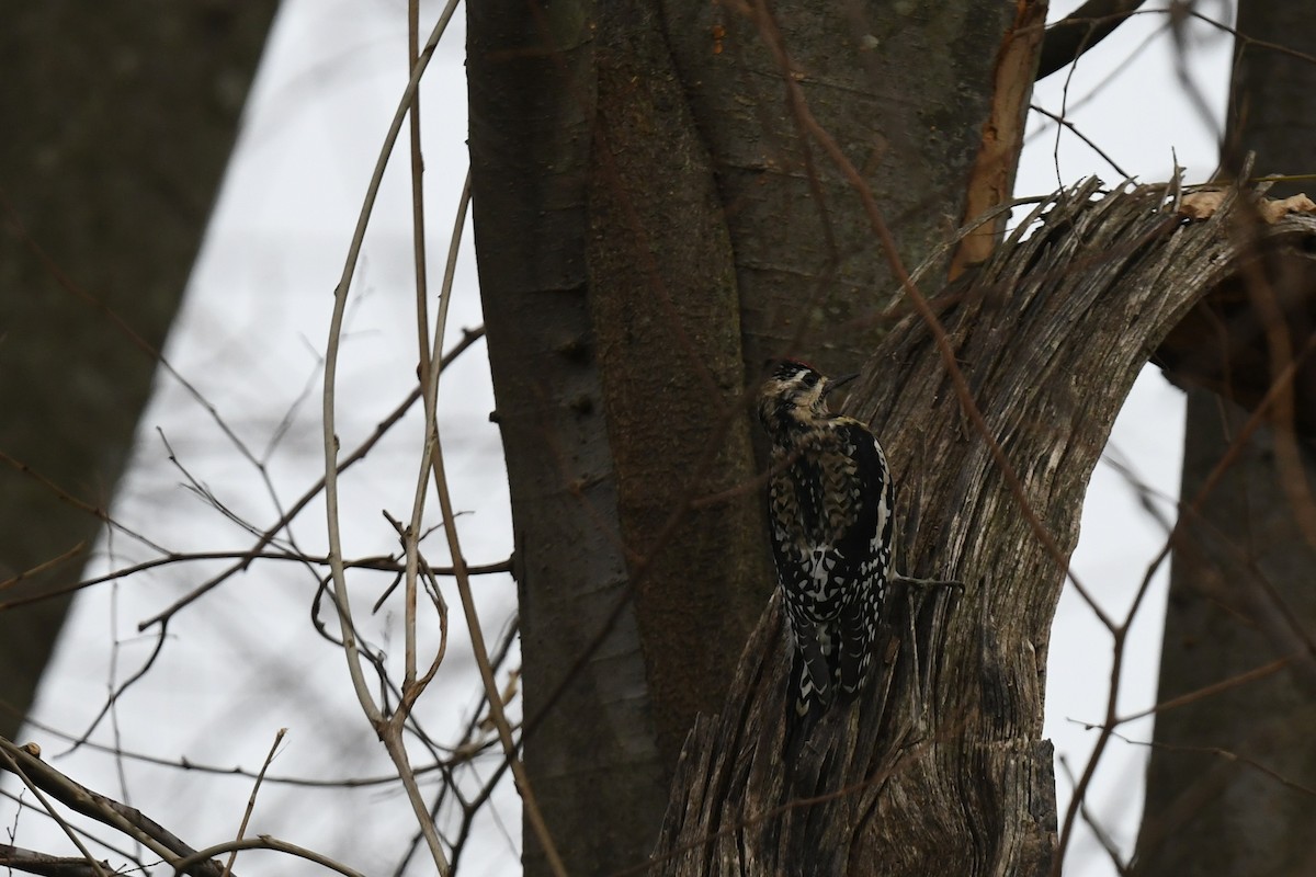 Yellow-bellied Sapsucker - ML646484483