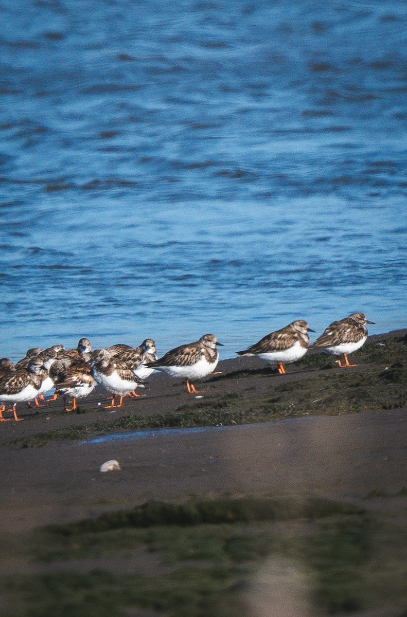 Ruddy Turnstone - ML646484484