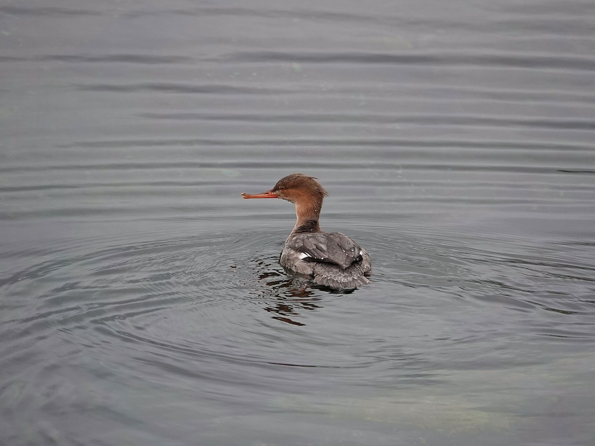 Red-breasted Merganser - ML646484485