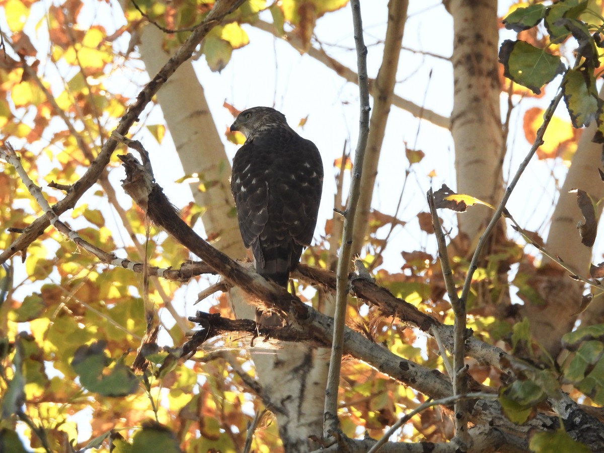 Cooper's Hawk - ML646484486