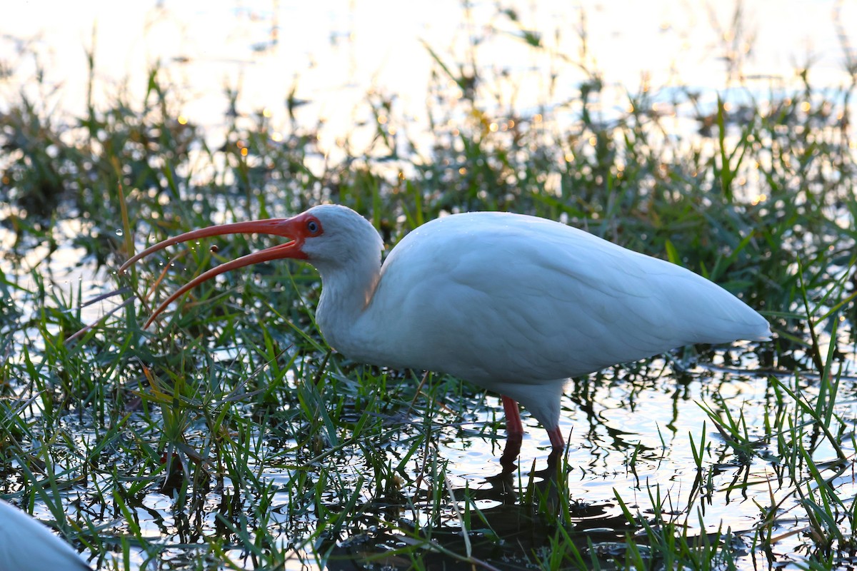 ibis bílý - ML646484488