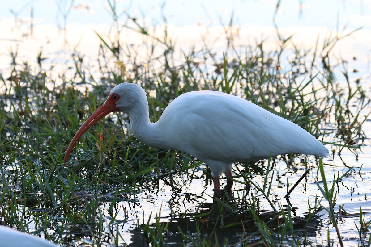 ibis bílý - ML646484489