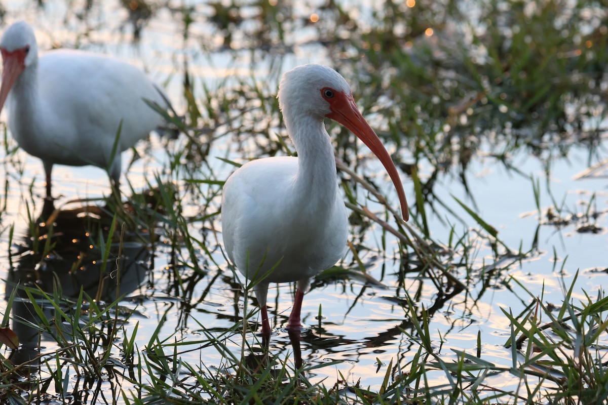 ibis bílý - ML646484490