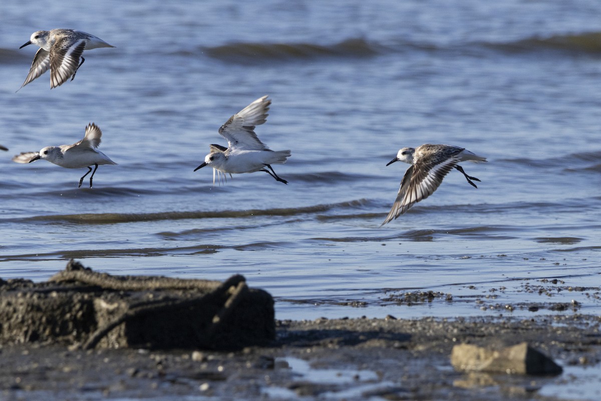 Piovanello tridattilo - ML646484493